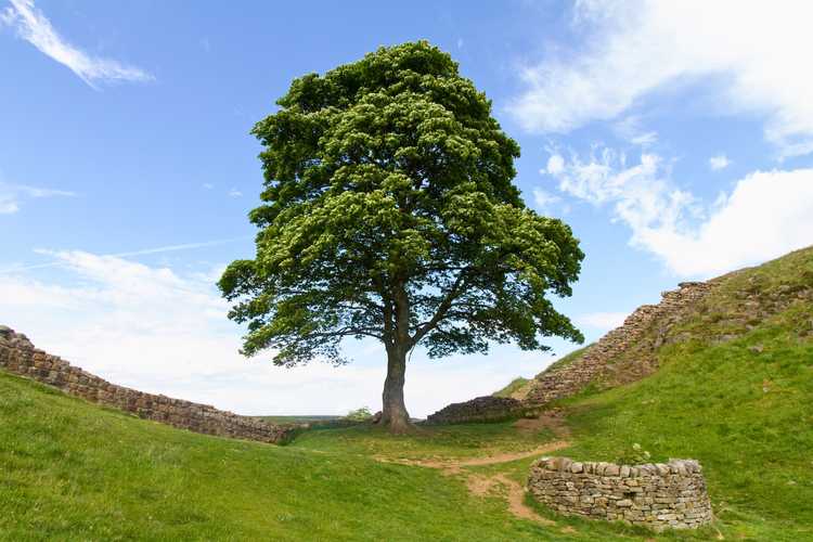 The iconic Sycamore Gap tree landscape standing in a dramatic geographic dip between rolling green hills along a preserved stone section of Hadrian's Wall under a blue sky